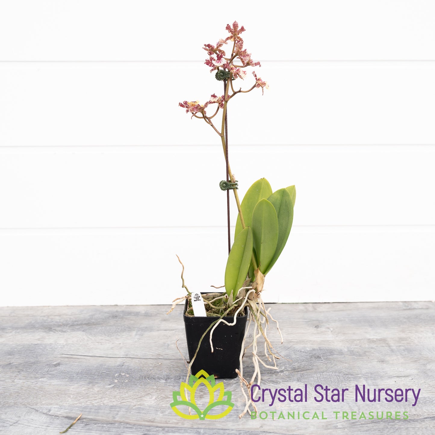 Oncidium Maui Gold x Splendidum