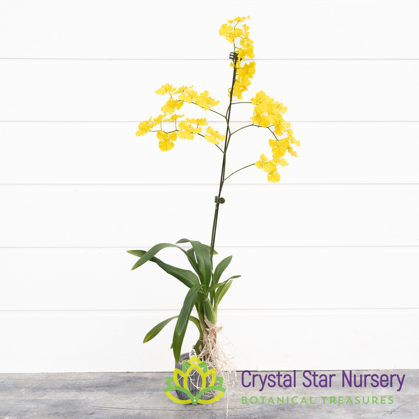 Oncidium Mayfair ‘Trinity’