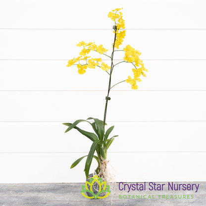 Oncidium Mayfair ‘Trinity’