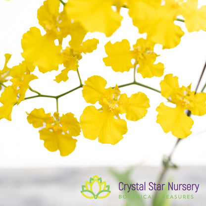 Oncidium Mayfair ‘Trinity’
