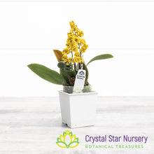 Oncidium pumilum
