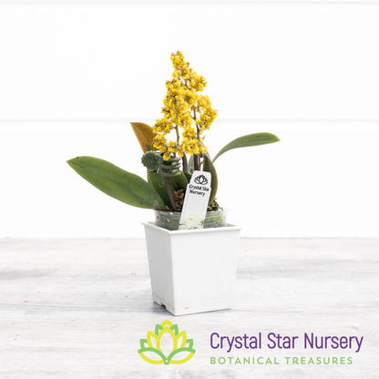 Oncidium pumilum