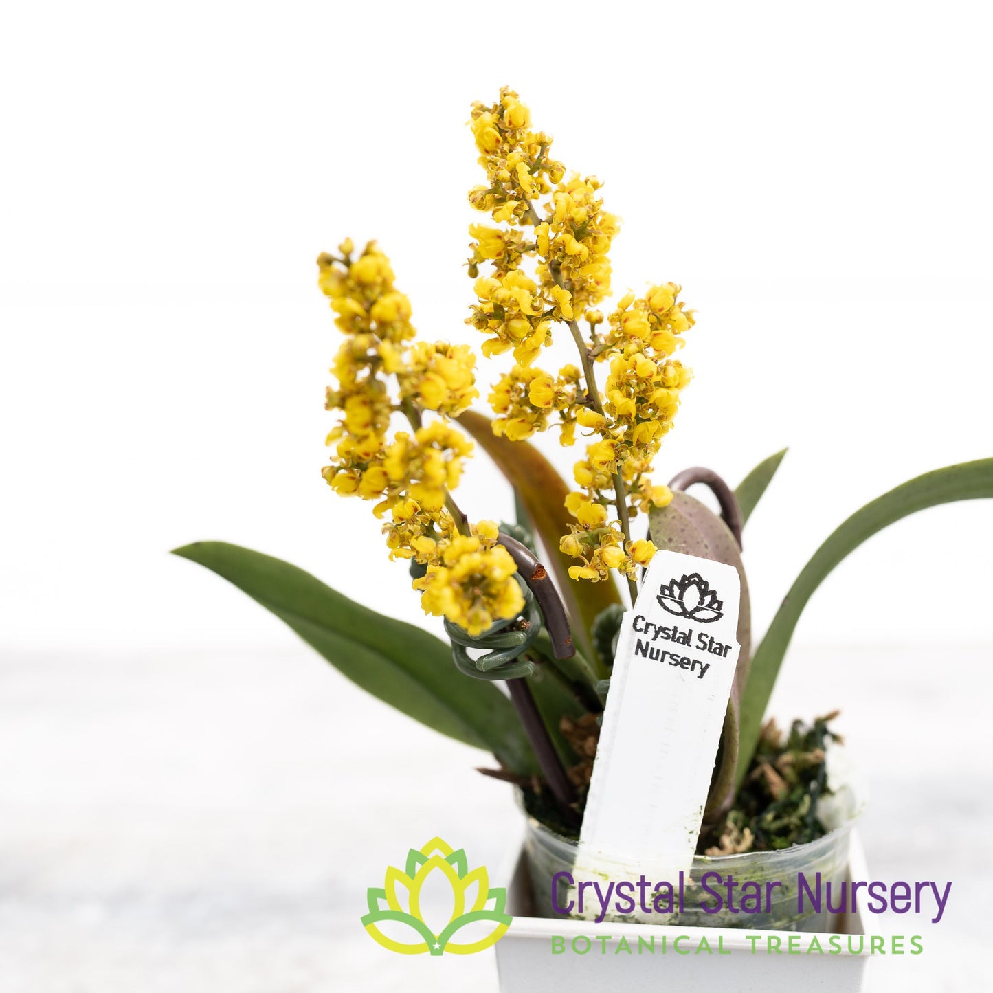 Oncidium pumilum