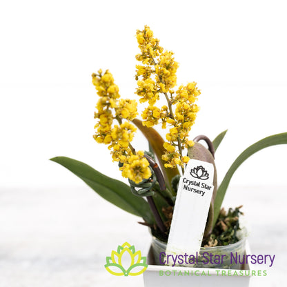 Oncidium pumilum