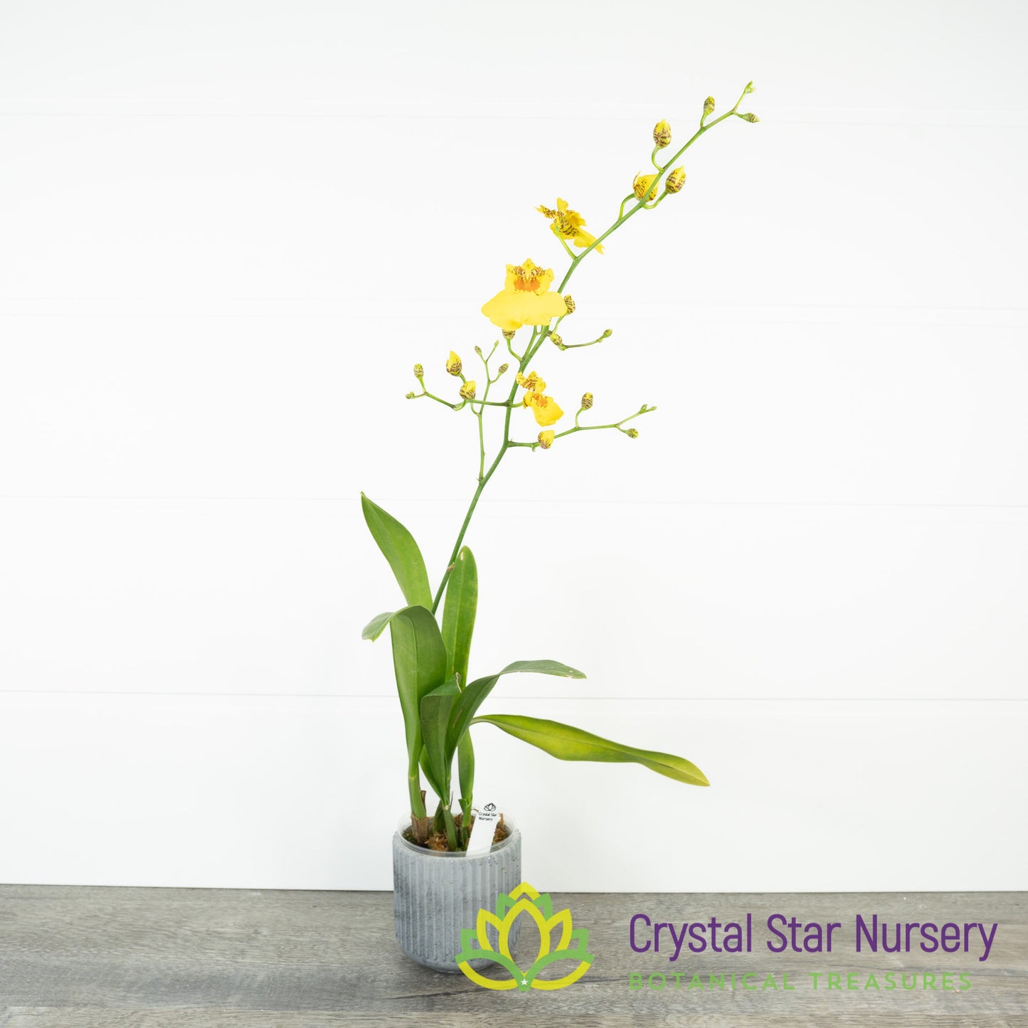 Oncidium Sweet Sugar ‘CT-Wide’ (CTC-87)
