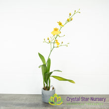 Oncidium Sweet Sugar ‘CT-Wide’ (CTC-87)