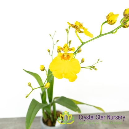 Oncidium Sweet Sugar ‘CT-Wide’ (CTC-87)