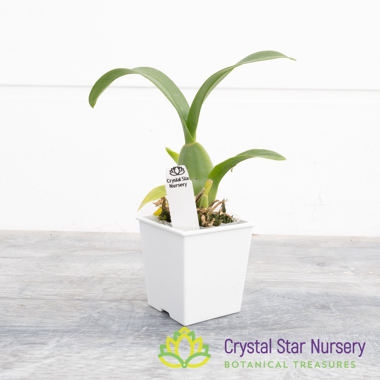 Oncidium Sweet Sugar 'CT' (011)