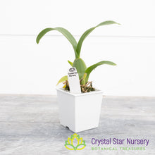 Oncidium Sweet Sugar 'CT' (011)