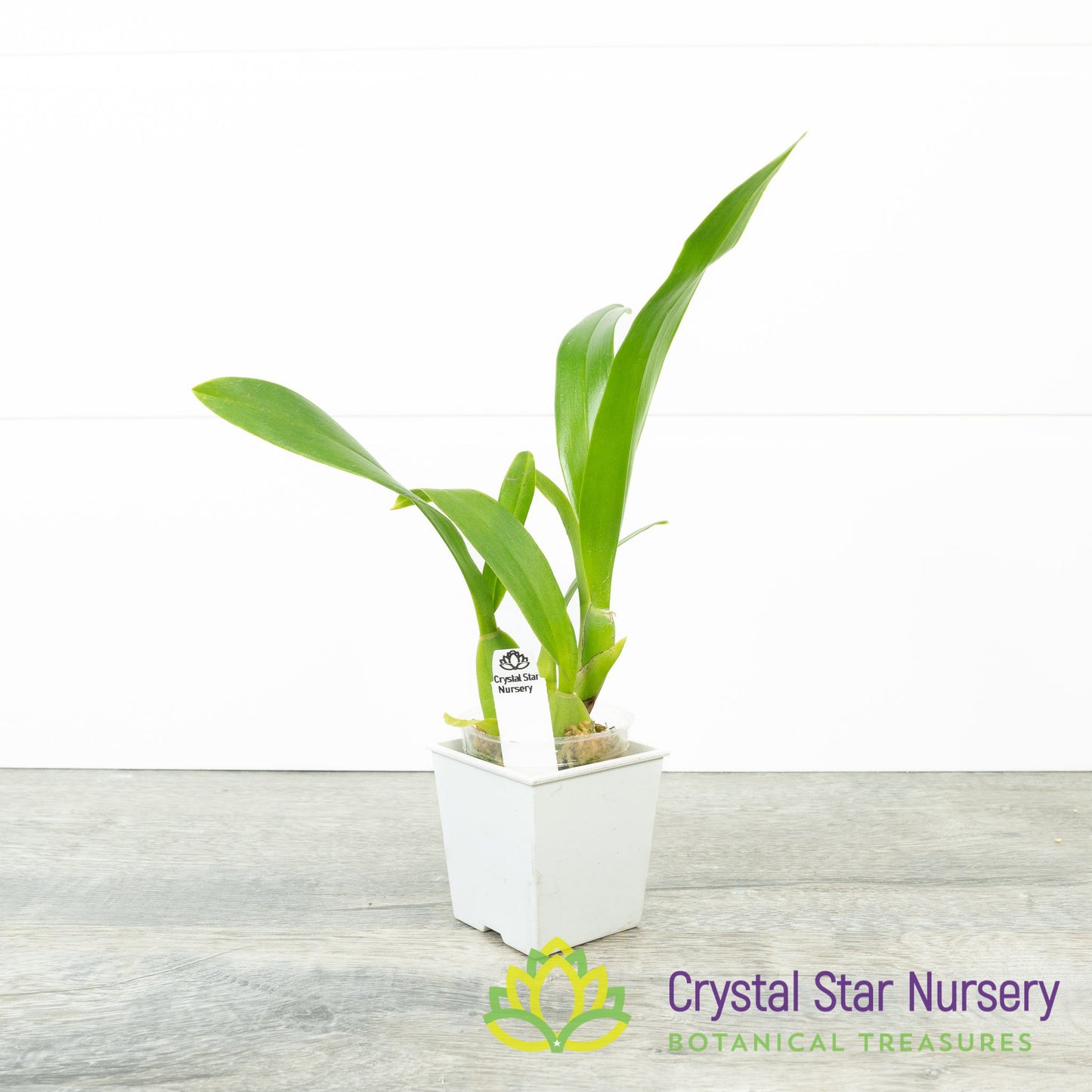 Oncidium Sweet Sugar 'Lemon Drop' HCC/AOS (H042)