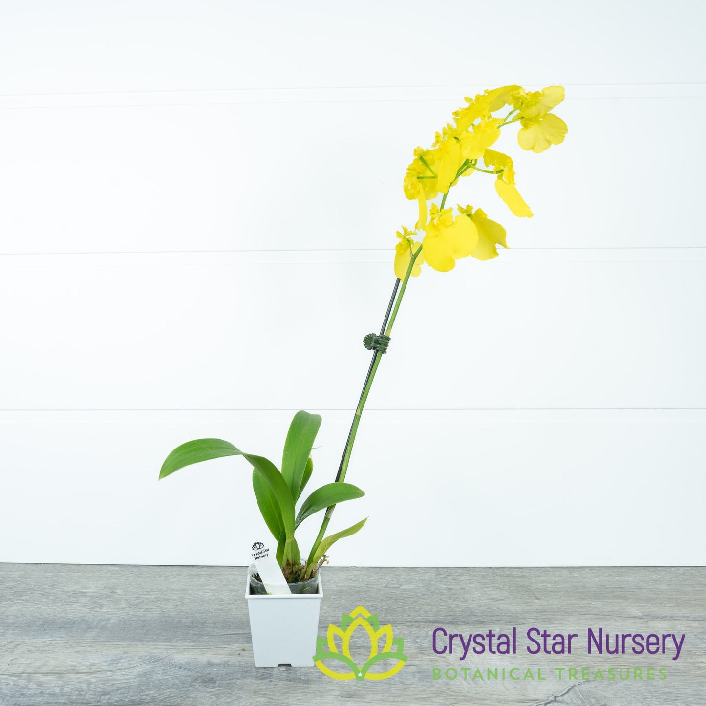 Oncidium Sweet Sugar 'Lemon Drop' HCC/AOS (H042)
