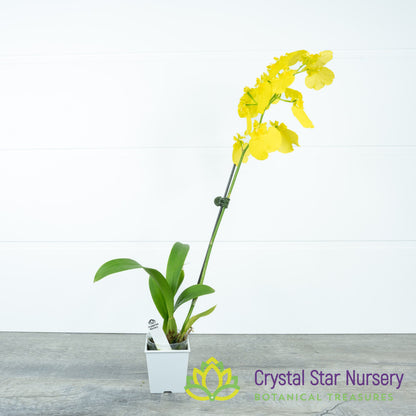 Oncidium Sweet Sugar 'Lemon Drop' HCC/AOS (H042)