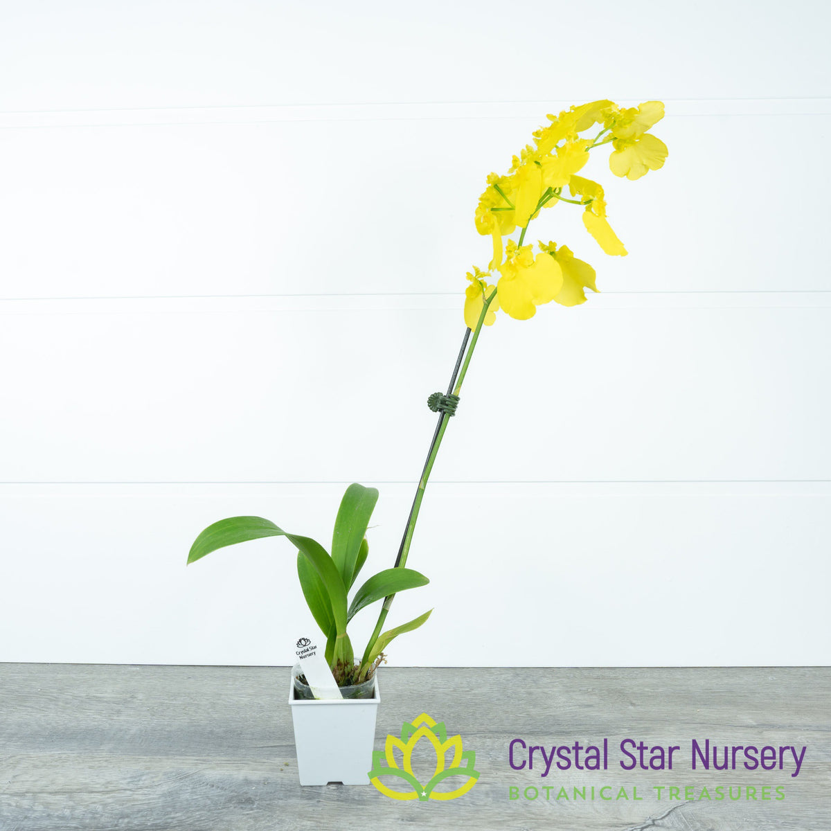 Oncidium Sweet Sugar &#39;Lemon Drop&#39; HCC/AOS (H042)