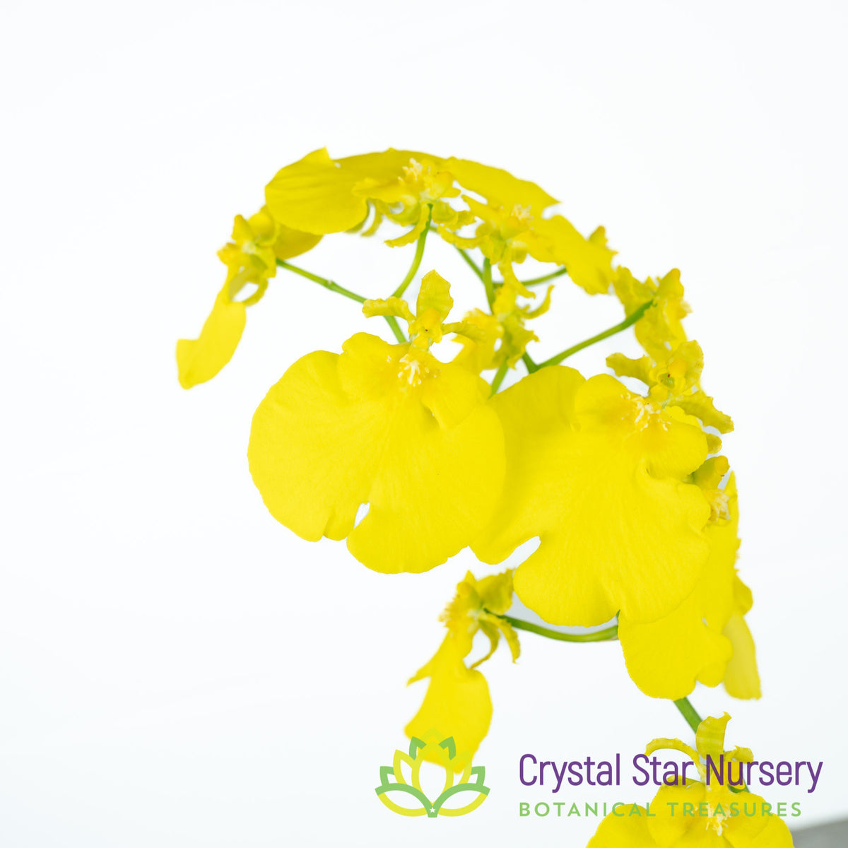 Oncidium Sweet Sugar &#39;Lemon Drop&#39; HCC/AOS (H042)