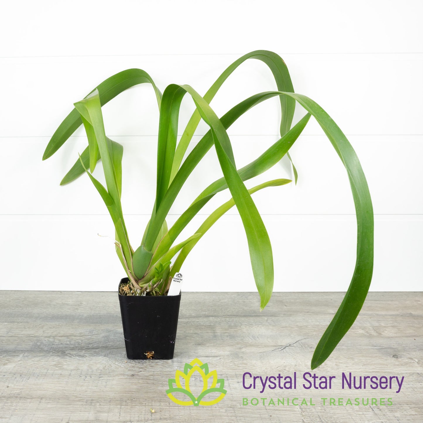 Oncidium Tropical Breeze 'Everglades'