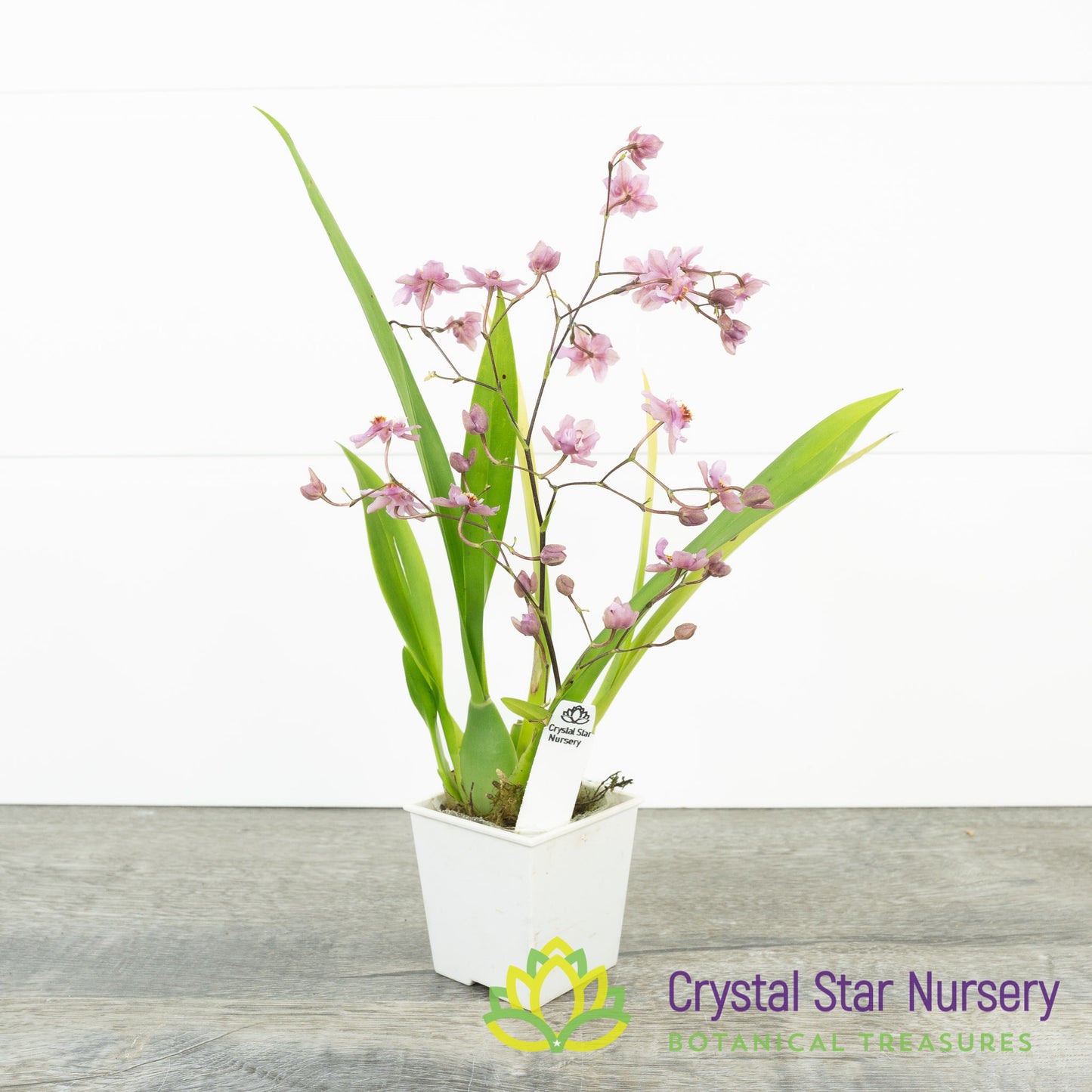 Oncidium Tsiku Marguerite 'Chian-Tzy Dragon #1'
