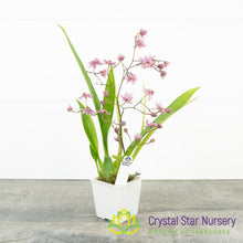 Oncidium Tsiku Marguerite 'Chian-Tzy Dragon #1'
