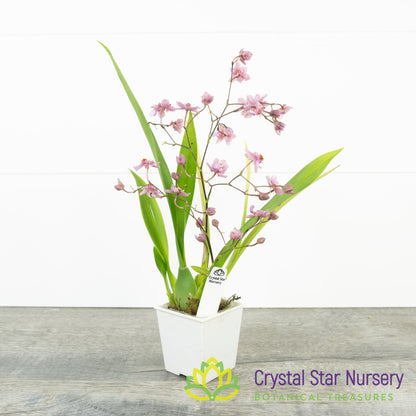 Oncidium Tsiku Marguerite 'Chian-Tzy Dragon #1'