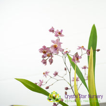 Oncidium Tsiku Marguerite 'Chian-Tzy Dragon #1'