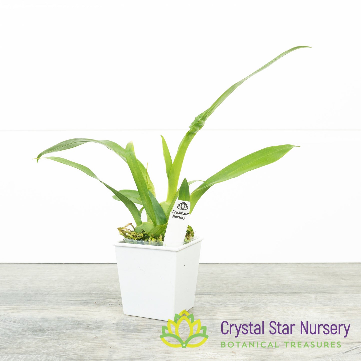 Oncidium Tsiku Marguerite 'HOF'