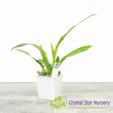 Oncidium Tsiku Marguerite 'HOF'