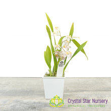 Oncidium Twinkle Grex 202