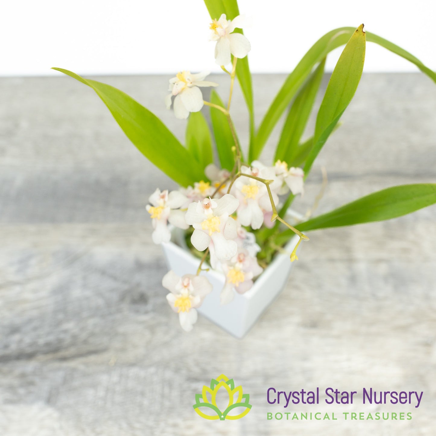 Oncidium Twinkle Grex 202