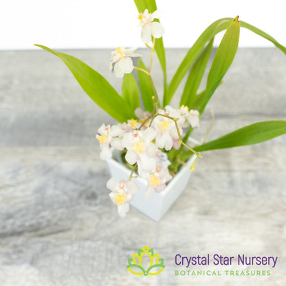 Oncidium Twinkle Grex 202