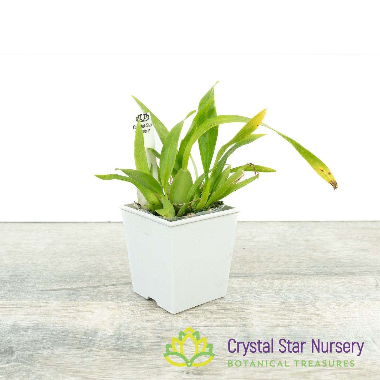 Oncidium Twinkle Grex 21