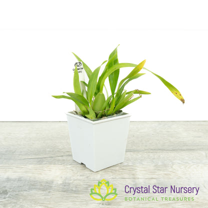 Oncidium Twinkle Grex 21