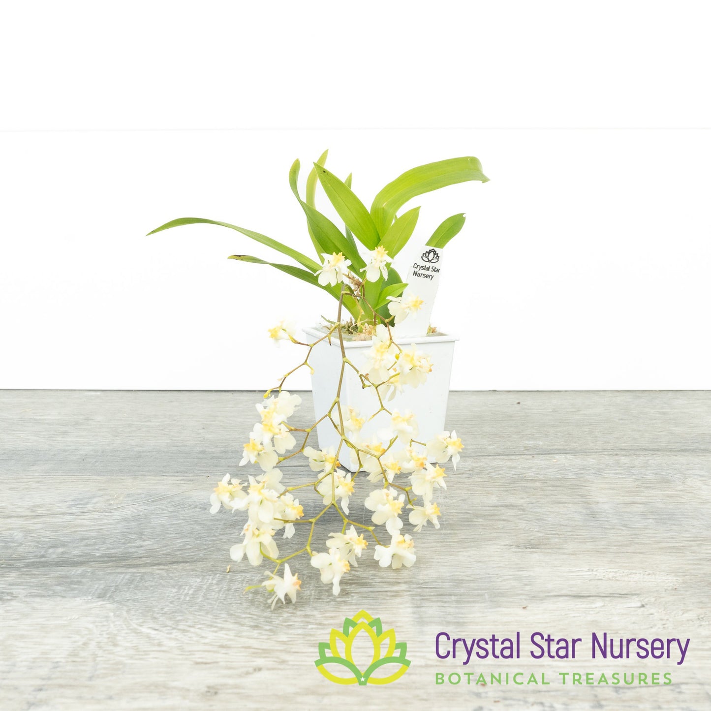 Oncidium Twinkle Grex 21