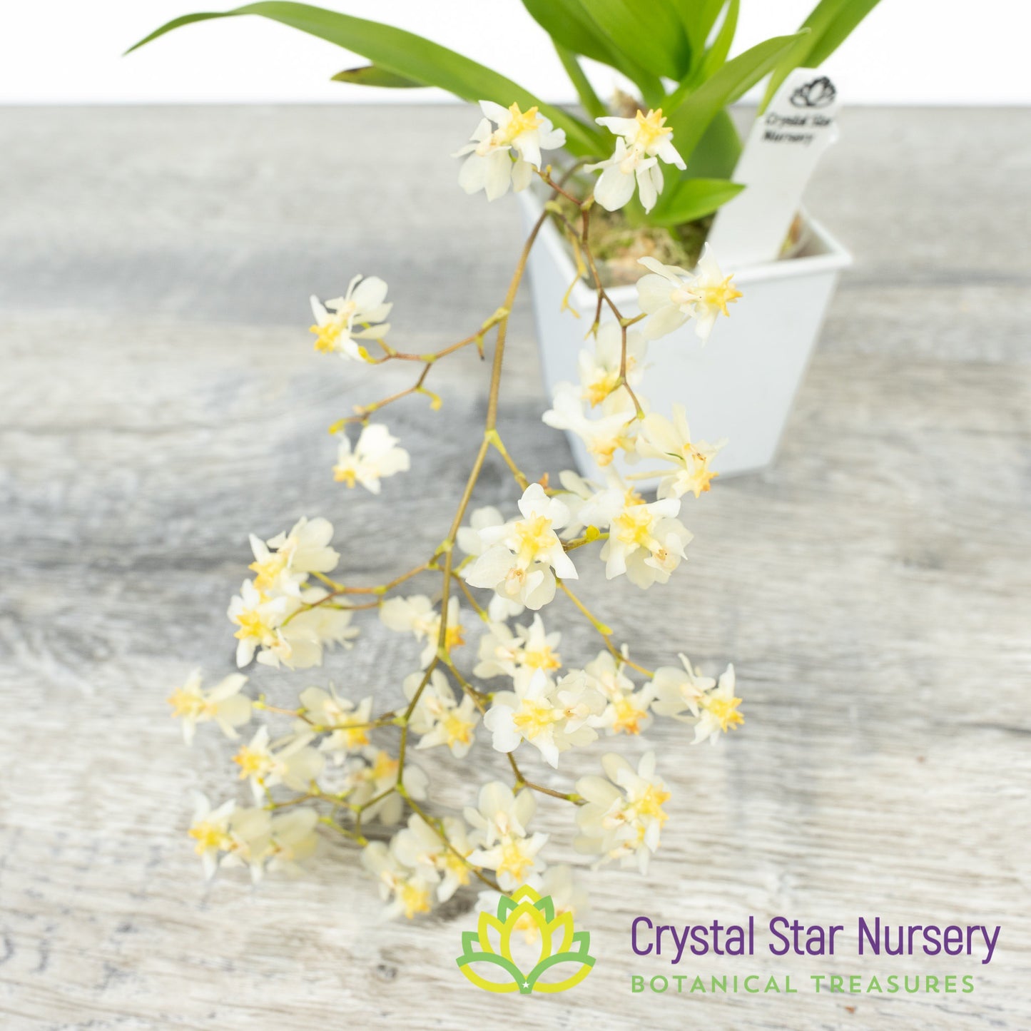Oncidium Twinkle Grex 21