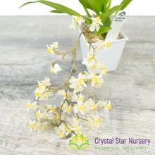 Oncidium Twinkle Grex 21