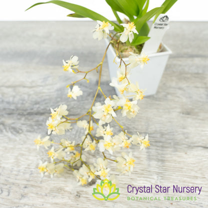 Oncidium Twinkle Grex 21