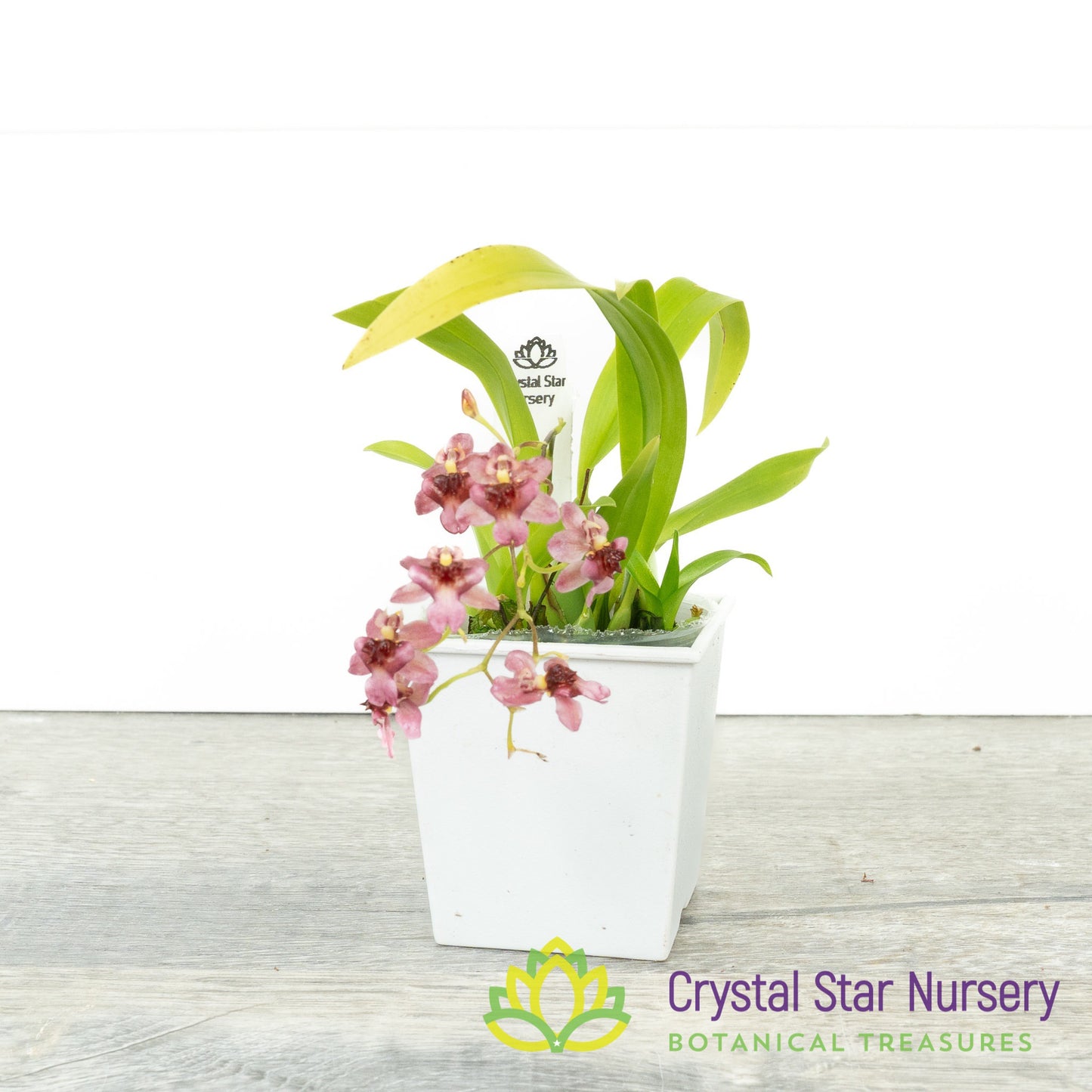 Oncidium Twinkle (Grex 25)