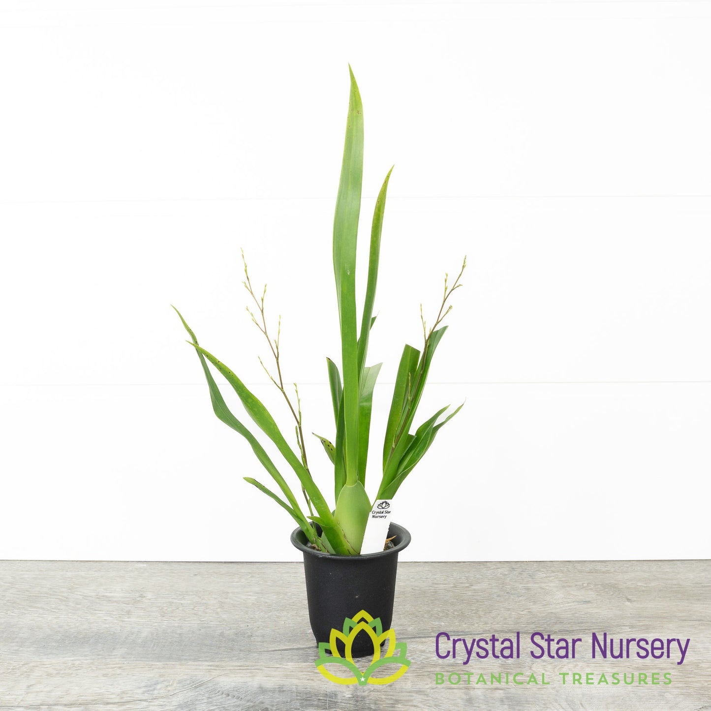 Oncidium Twinkle (Surprise colour)