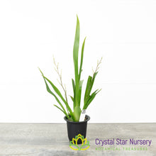 Oncidium Twinkle (Surprise colour)