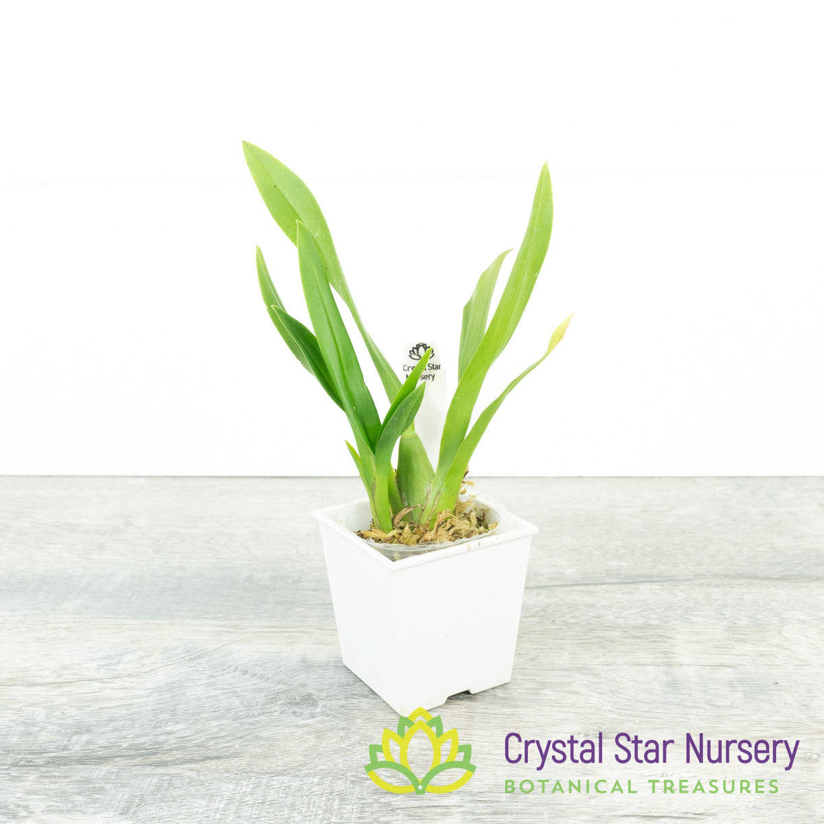Oncidiumnia Kutoo &#39;CT-Little Cherry&#39; (CTC-137)