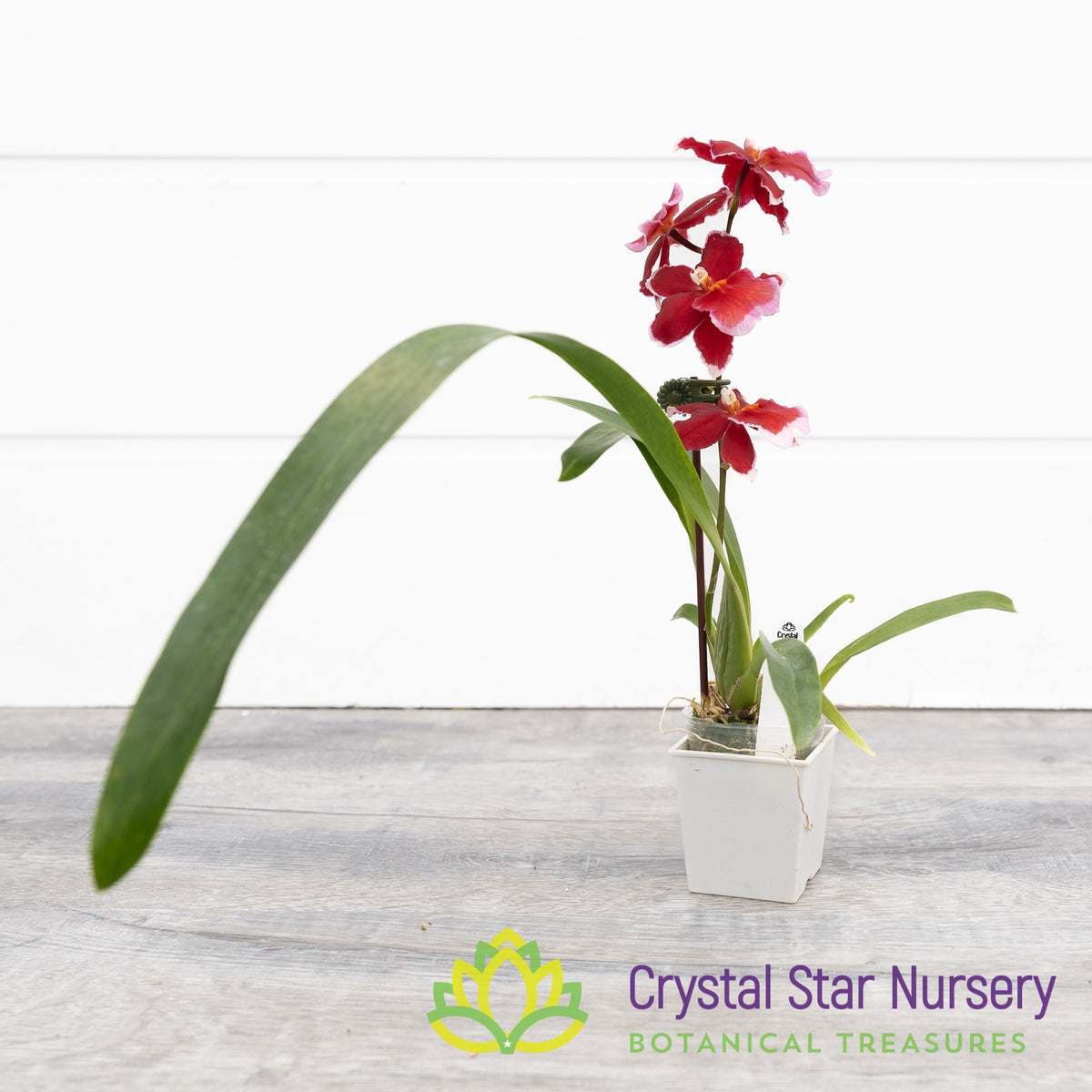 Oncidopsis Crimson Pride &#39;MAC136&#39; (H977)