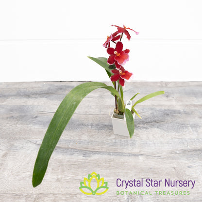 Oncidopsis Crimson Pride 'MAC136' (H977)