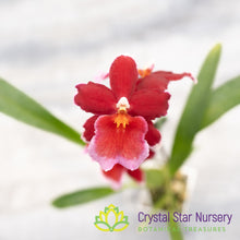 Oncidopsis Crimson Pride 'MAC136' (H977)