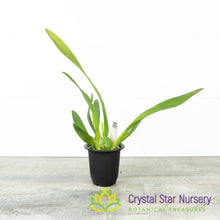 Oncostele Catatante 'Orange Kiss'