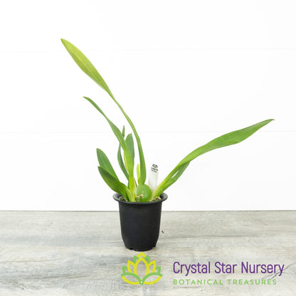 Oncostele Catatante 'Orange Kiss'