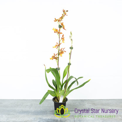 Oncostele Catatante 'Orange Kiss'