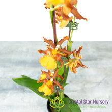 Oncostele Catatante 'Orange Kiss'