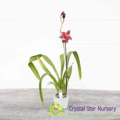 Oncostele Red Silk 'HOF' (H970)