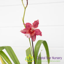 Oncostele Red Silk 'HOF' (H970)