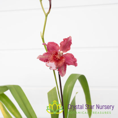 Oncostele Red Silk 'HOF' (H970)