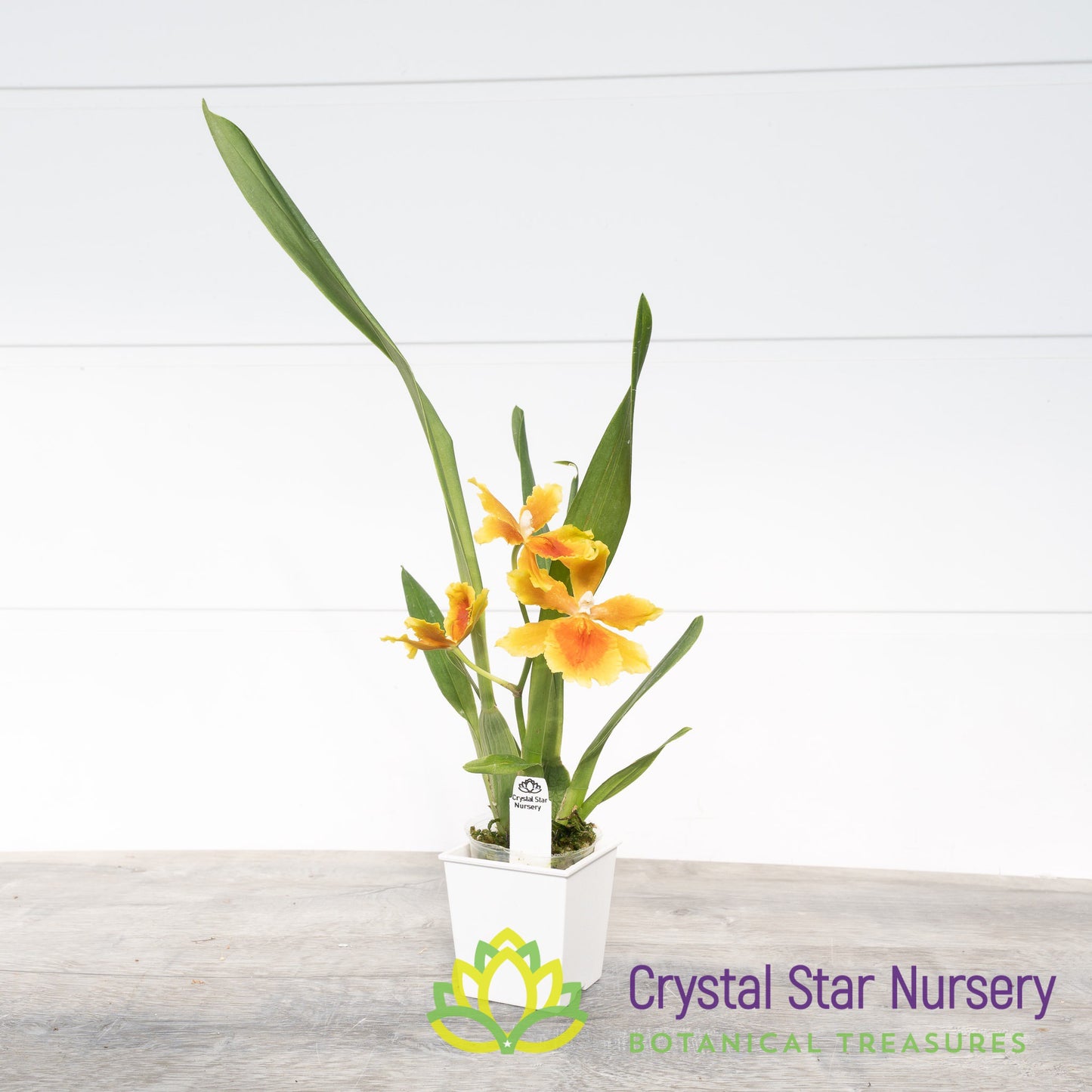 Oncostelopsis Brazilian Sun 'Samba' (H992)