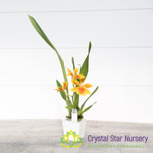 Oncostelopsis Brazilian Sun 'Samba' (H992)